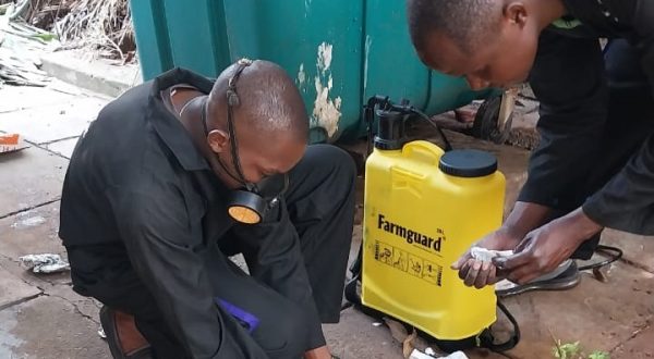 Rats & mice Rats & mice