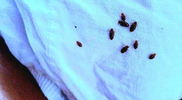 bedbugs bedbugs